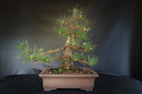 Large Japanese Black Pine Where To Buy Bonsai Trees Schley S Bonsai Supplies
