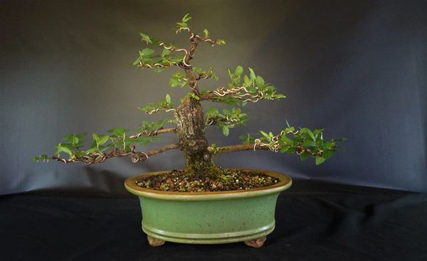 agencia receta Mala fe Winged Elm Bonsai | Where to Buy Bonsai Trees | Schley's Bonsai & Supplies