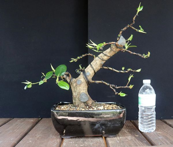 Ficus Rubiginosa (Port Jackson Fig) Where to Buy Bonsai Trees Schley