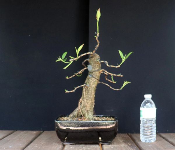 Dwarf African Strangler Fig | Where to Buy Bonsai Trees | Schley's ...