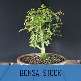 Where To Buy Bonsai Trees Schley S Bonsai Supplies