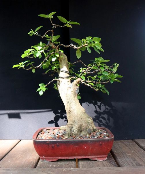 Ficus Rubiginosa (Port Jackson Fig) Where