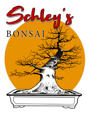 Bonzai Trees Fun Facts Poster for Sale by KyleNesas