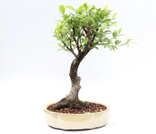 Live bonsai tiger bark ficus -  Italia