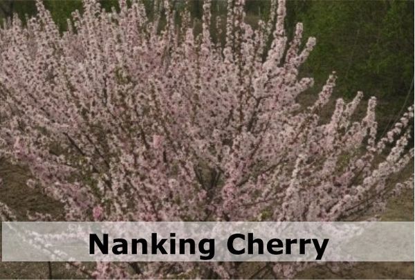 Nanking Cherry Bush