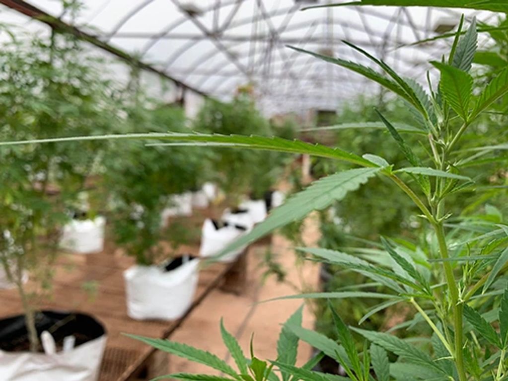 Hemp growing