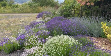 Entrance to the Surya Chandra Lavender garden featuring many medicinal and ornamental cultivars of l