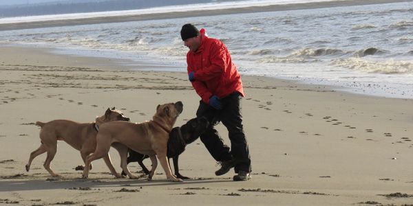 Alaska Cane Corso puppies