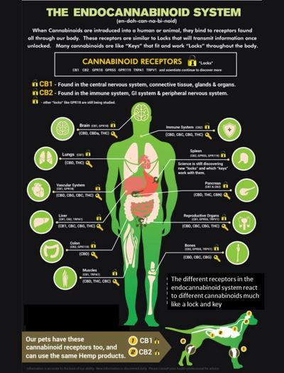 endocannabinoid, cbd