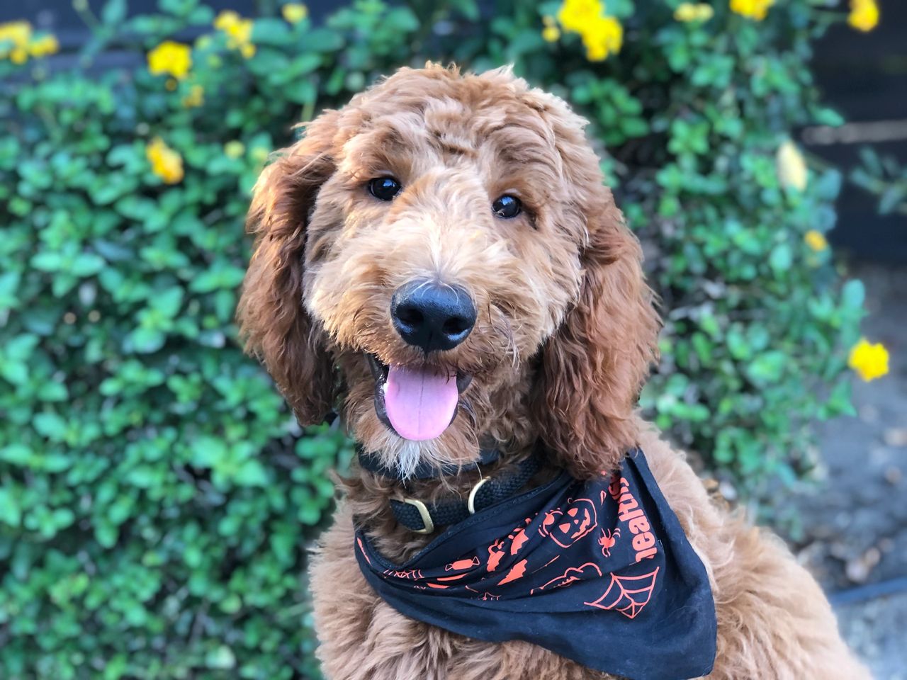 4 Top Goldendoodle Haircut Styles