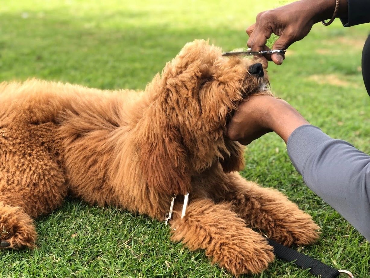 How to Become a Dog Groomer: Your Complete Guide