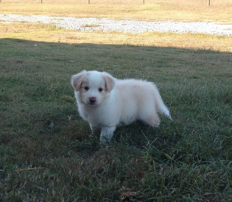 Manor Farms Border Collies, Alabama, Border Collie Puppies for Sale