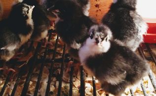 Day old chicks 