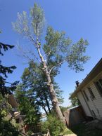 Backyard Cottonwood Tree removal. 