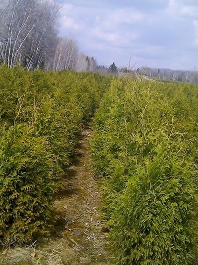 Plantation de cèdres à haies dans une pépinière.