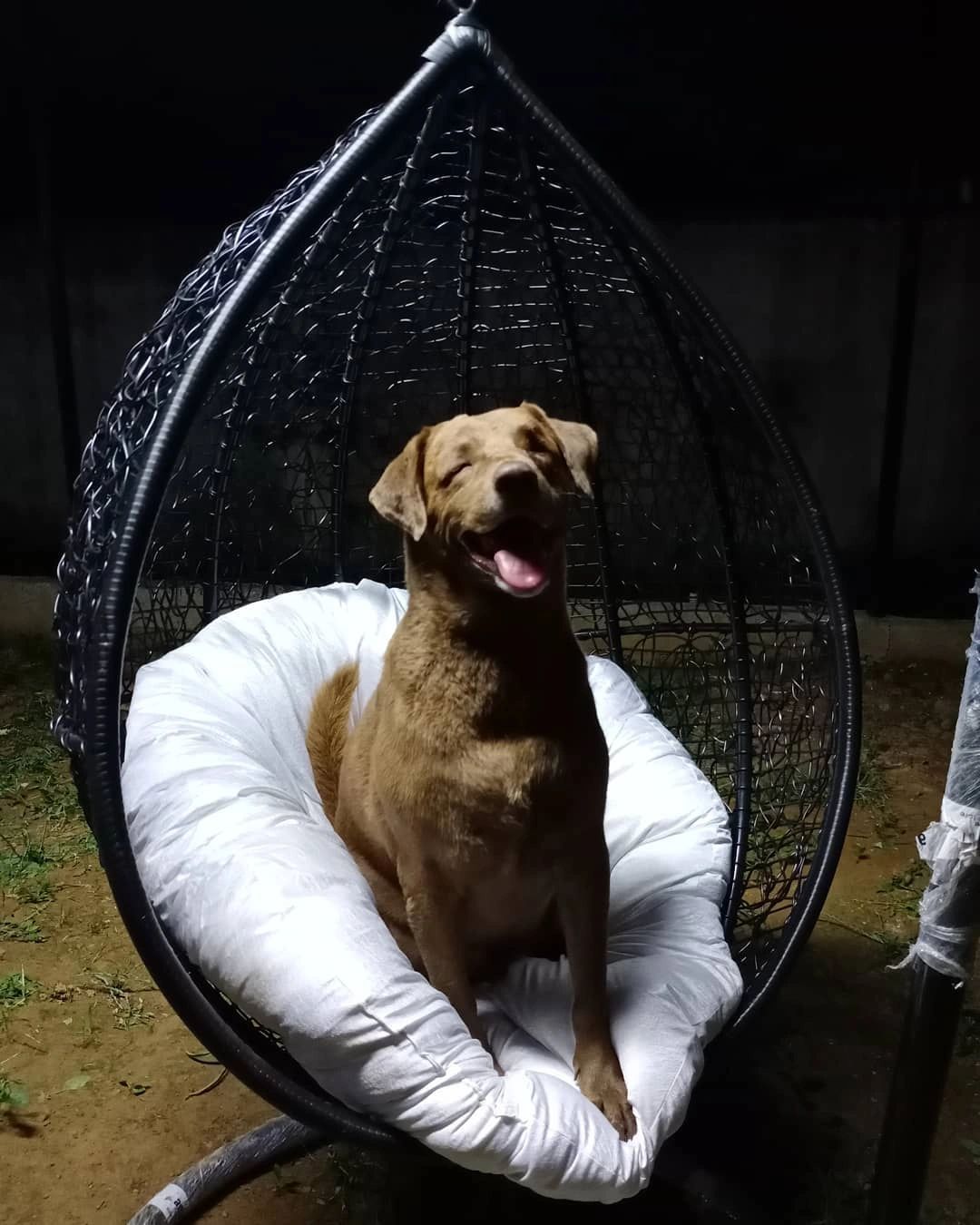 Should I Put My Blind Dog Down