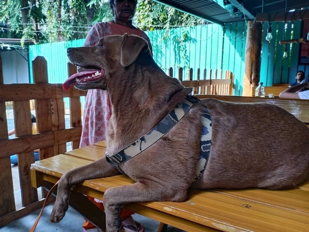 How Do Blind Dogs Help Stairs