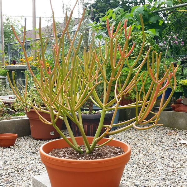 Euphorbia Tirucalli "Firestick"