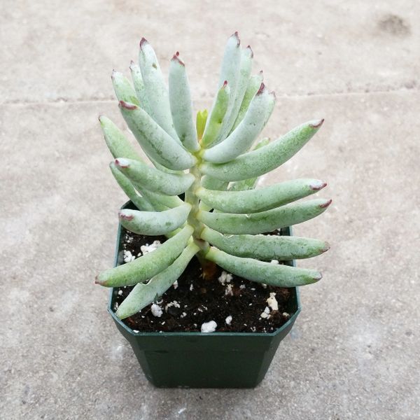 Cotyledon Orbiculata var Flanaganii | Succulents