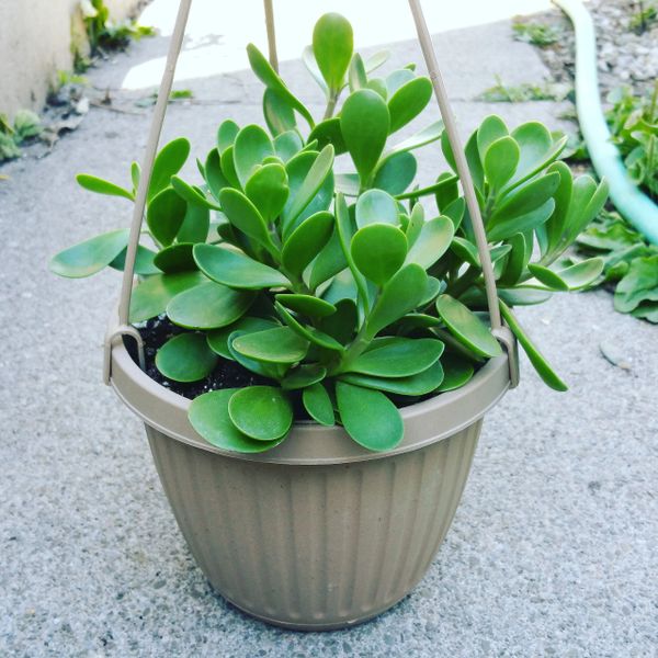 Senecio jacobsenii Weeping Jade Succulents