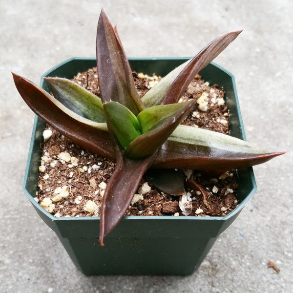 Aloe 'Black Gem' Variegated Toronto Succulent Plants and Hoya