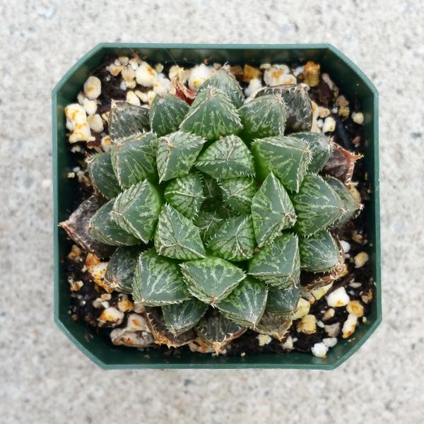 Haworthia Mirror Ball Toronto Succulent Plants and Hoya