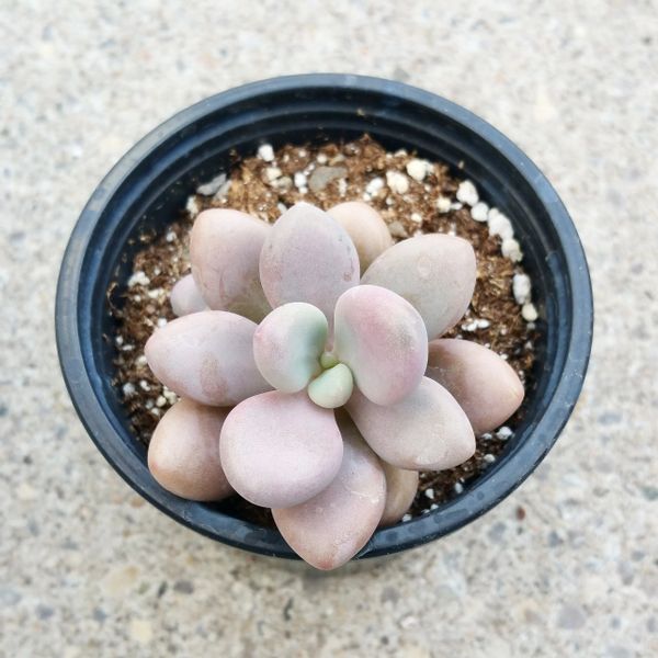 Pachyphytum Oviferum - Pink Moonstone