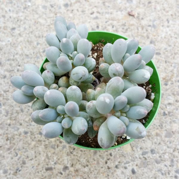 Pachyphytum Machucae aka Baby Fingers | Succulents