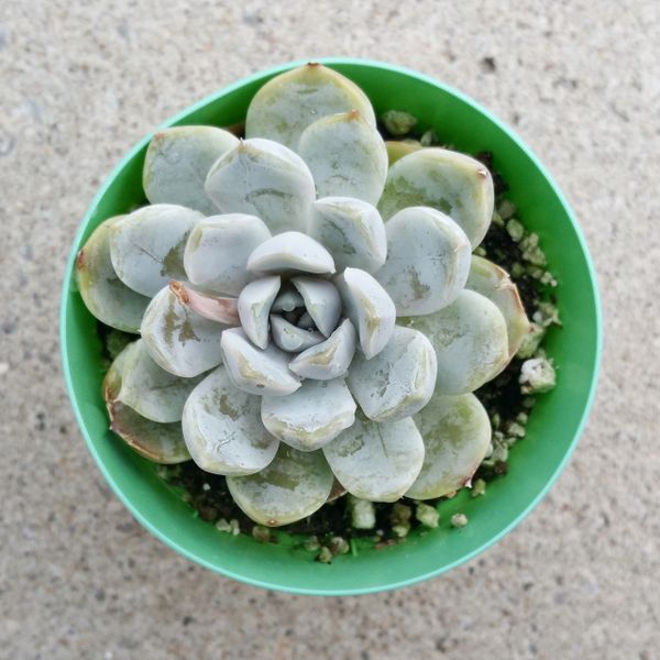 Echeveria Tiny Burger | Succulents