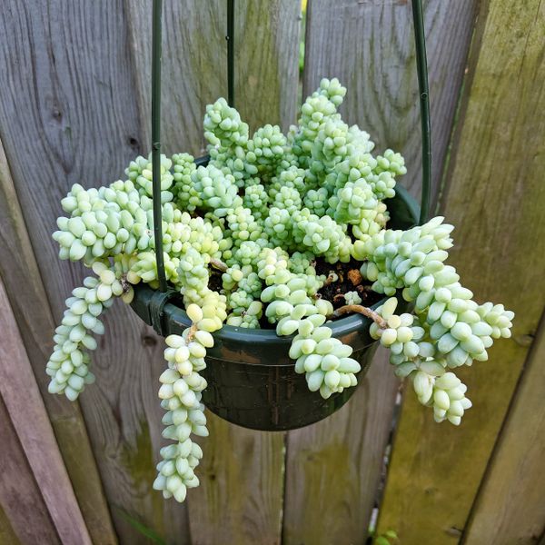 Sedum Burrito Round Leaf Succulents