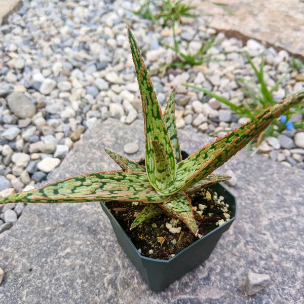 Aloe 'Piranha'