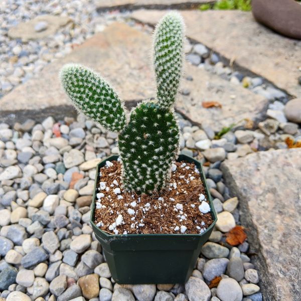 Opuntia Microdasys cv. Albata aka Bunny Ears Cactus (White Spines)
