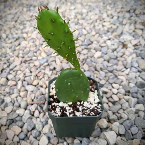 Opuntia Humifusa aka Eastern Prickly Pear