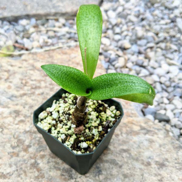Ledebouria Pauciflora