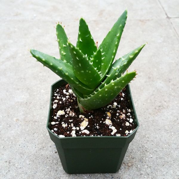Gold Tooth Aloe