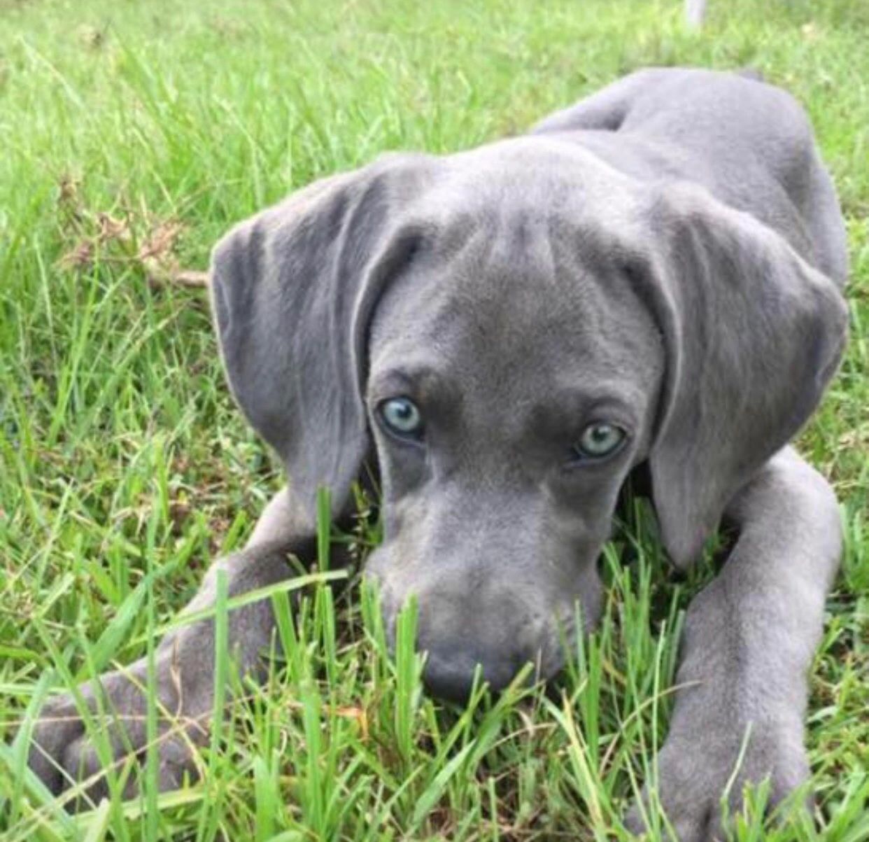 Baby Weims