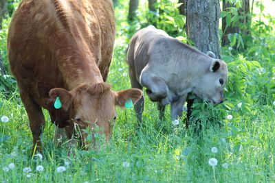 Our pasture-fed cattle raised in low-stress environment