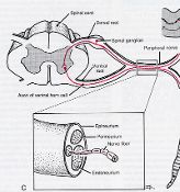 NEUROLOGIC EXAMINATION TEMPLATE