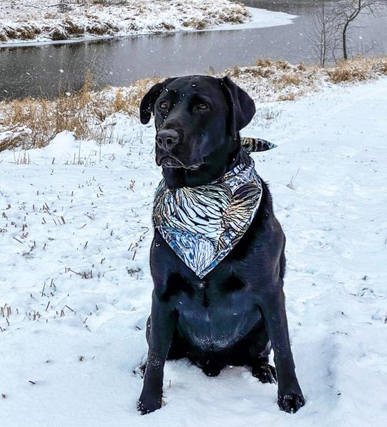 Pet Accessories: Turkey Feather Bandana, FREE Shipping