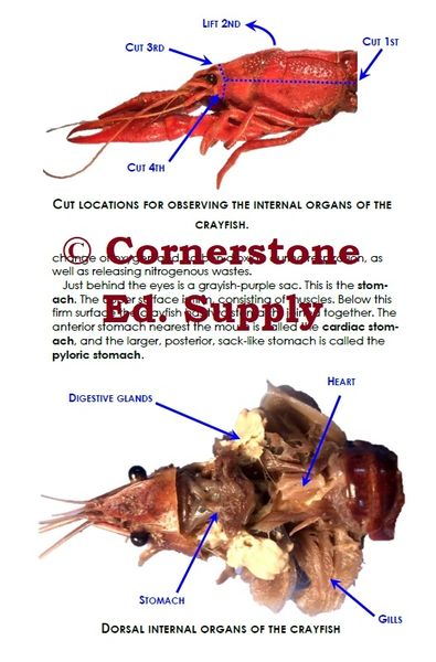 Internal Anatomy Crayfish