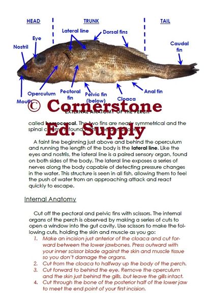 Perch Dissection Guide | Cornerstone Educational Supply