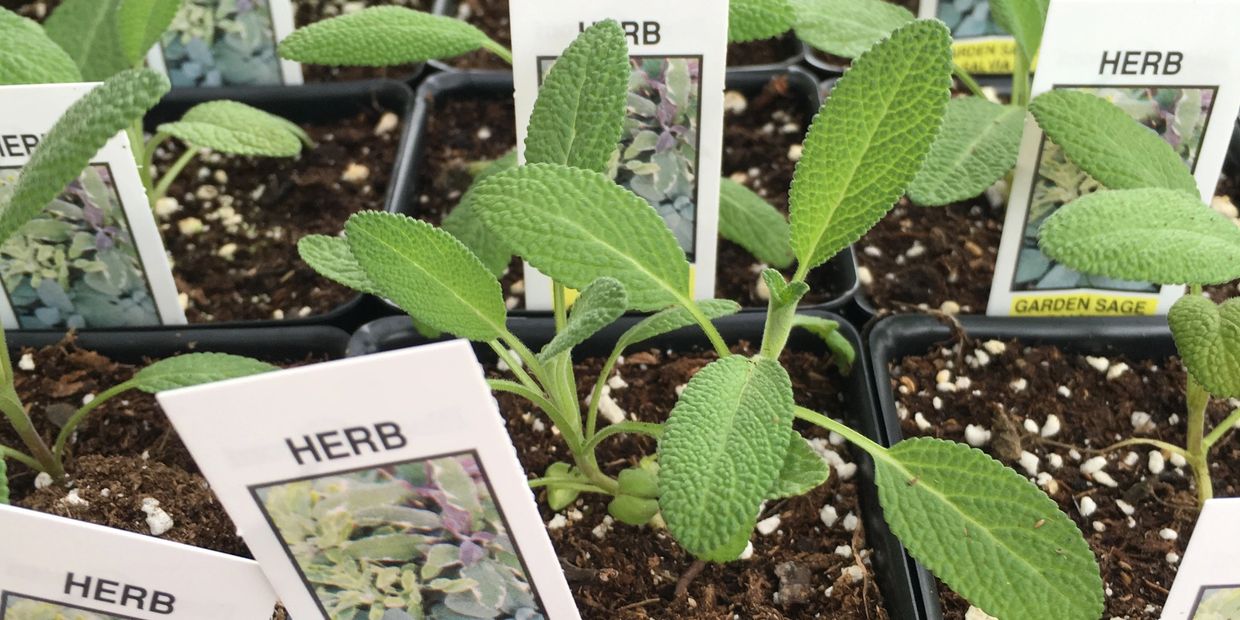 a collection of potted sage from our wine and herb event