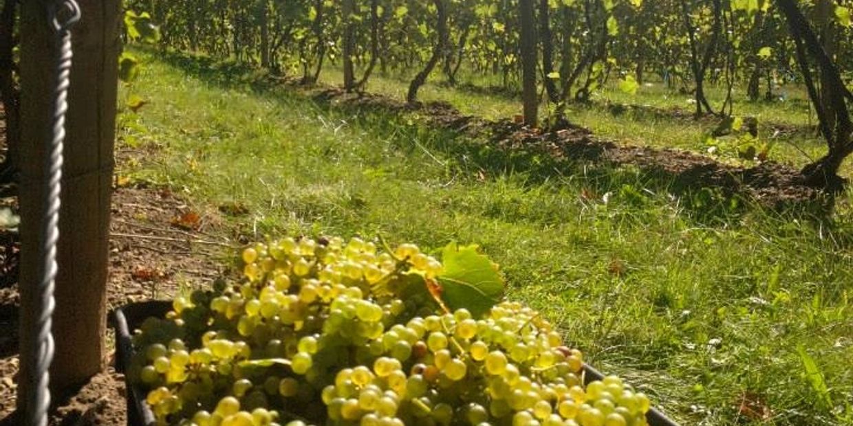 a bin of freshly harvested grapes