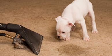 Biohazard PRO removes pet stains and odor with special procedures and equipment.