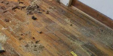Cat poop and urine contaminating a hardwood floor. Biohazard PRO suggests removal and replace.
