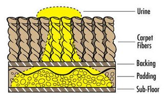 Urine in carpet that has soaked through backing, in to the padding, and affecting sub-floor.