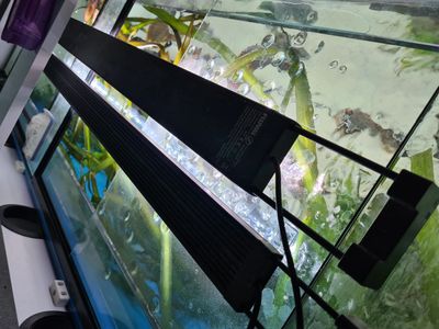 Discus-switch - Discus Fish, Aquarium, Lighting