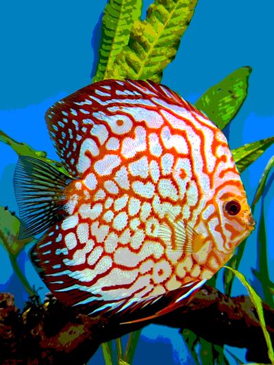 Discus-switch - Discus Fish, Discus Fish, Aquarium, Care