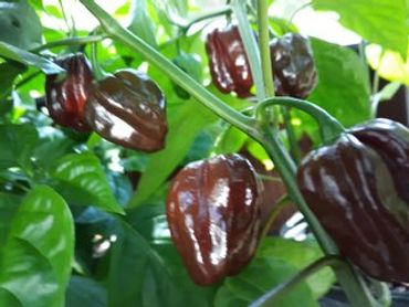 Chocolate Habanero