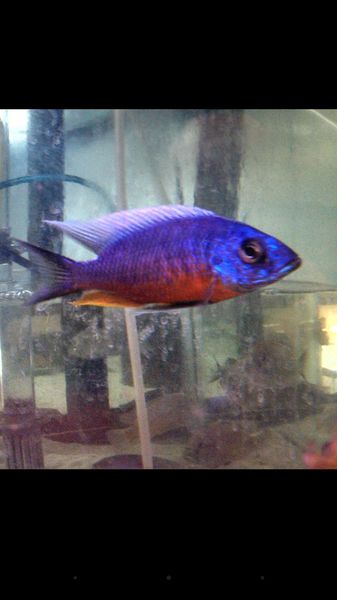 Protomelas Spilonotus Tanzania “Insignus”